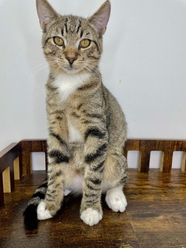 Salmon, Adoptable, Young Male Domestic Short Hair.