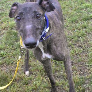 TF'S JOEANDWATER, Adoptable, Adult Male Greyhound.