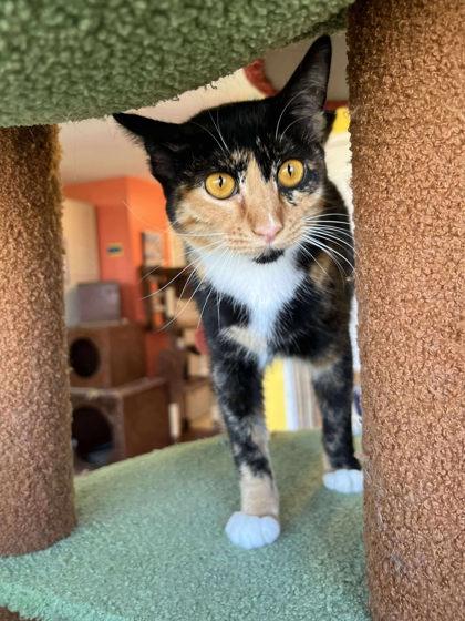 Enlarge Martha, a Adoptable mixed breed in Scottsbluff, NE image 1/3