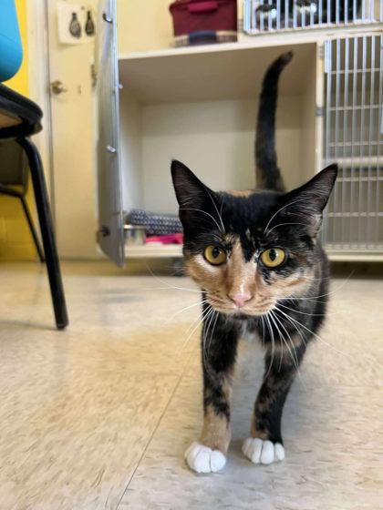 Enlarge Martha, a Adoptable mixed breed in Scottsbluff, NE image 2/3