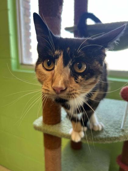 Enlarge Martha, a Adoptable mixed breed in Scottsbluff, NE image 3/3