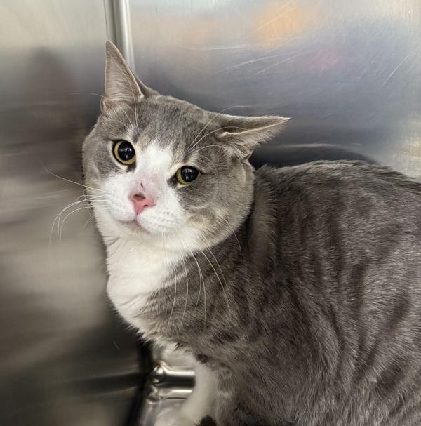 Benny, Adoptable, Young Male Domestic Short Hair.