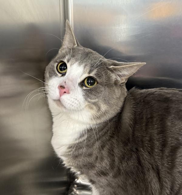 Enlarge Benny, a Adoptable mixed breed in Sioux City, IA image 4/4