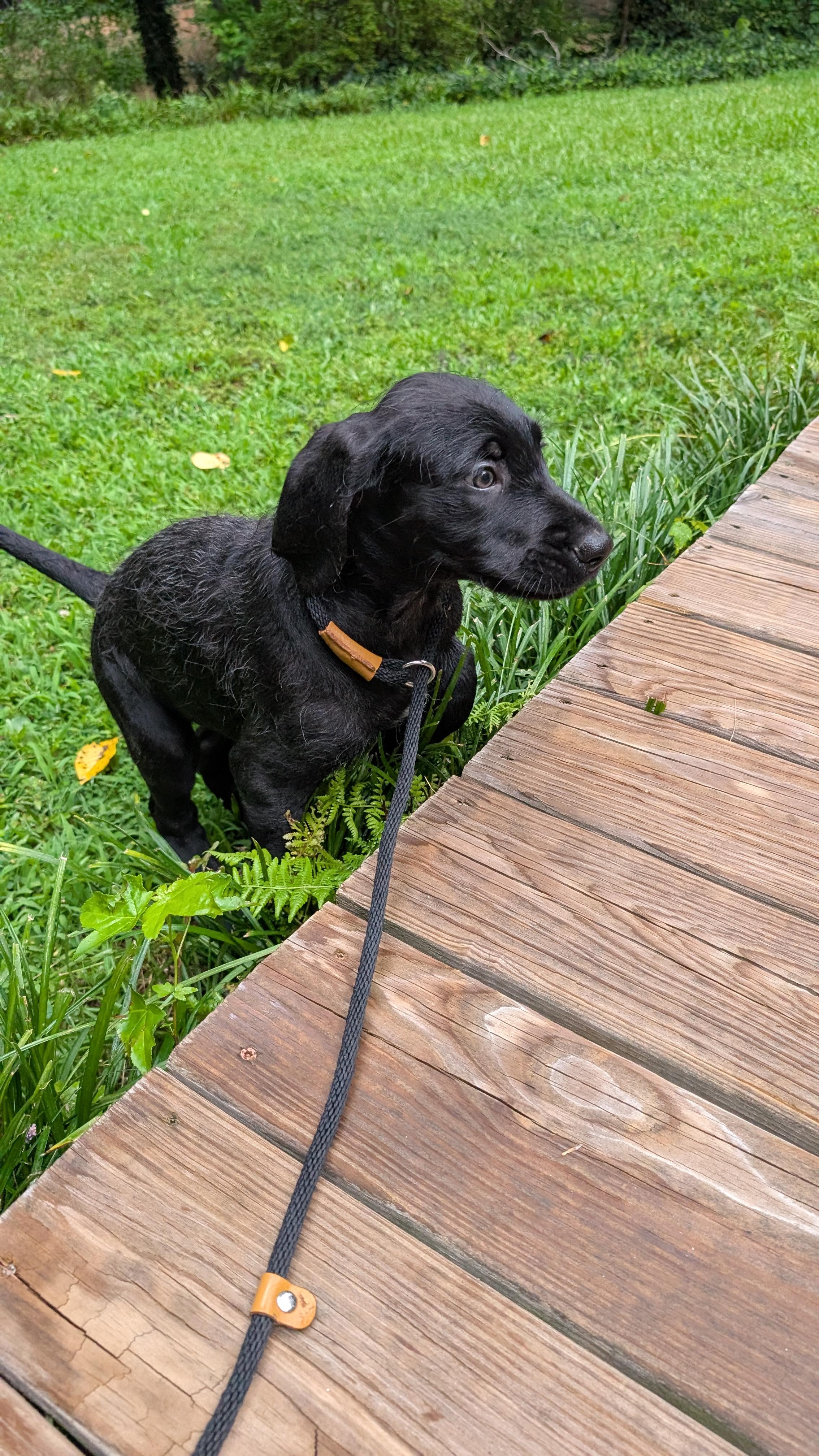 Raphael and sister Cutie, an adoptable Labradoodle, Great Dane in Gainesville, GA, 30501 | Photo Image 2