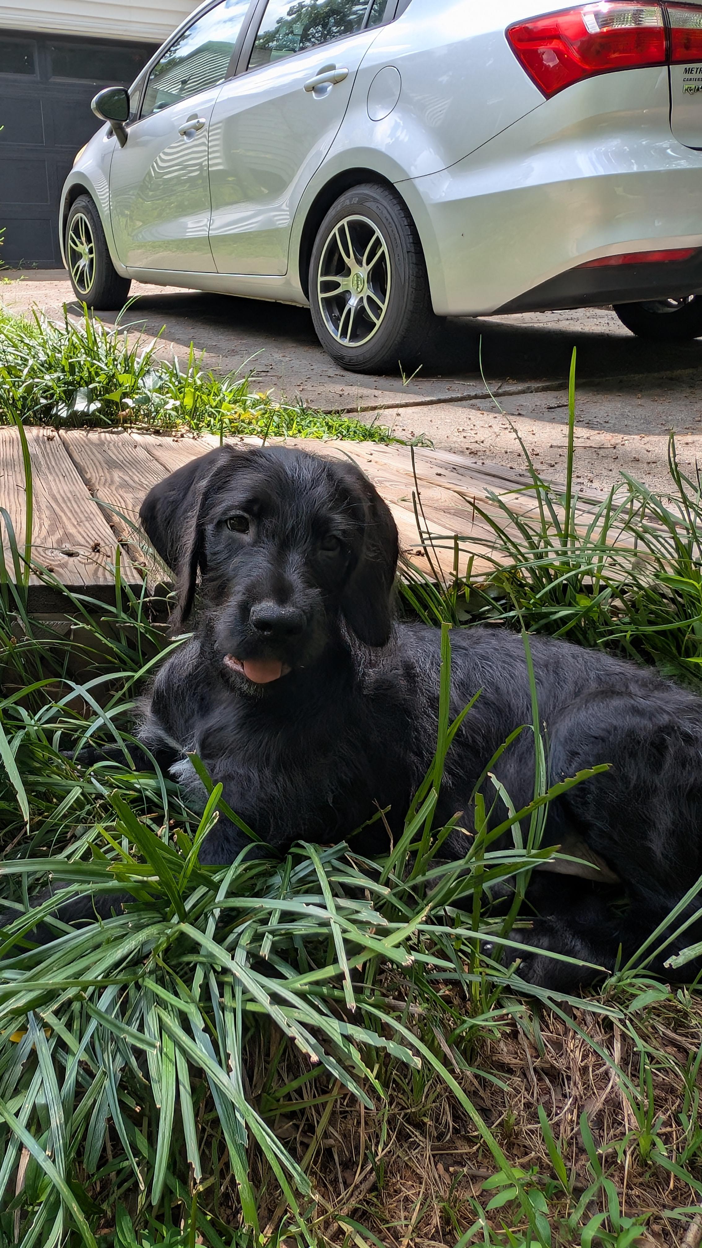 Raphael and sister Cutie, an adoptable Labradoodle, Great Dane in Gainesville, GA, 30501 | Photo Image 5