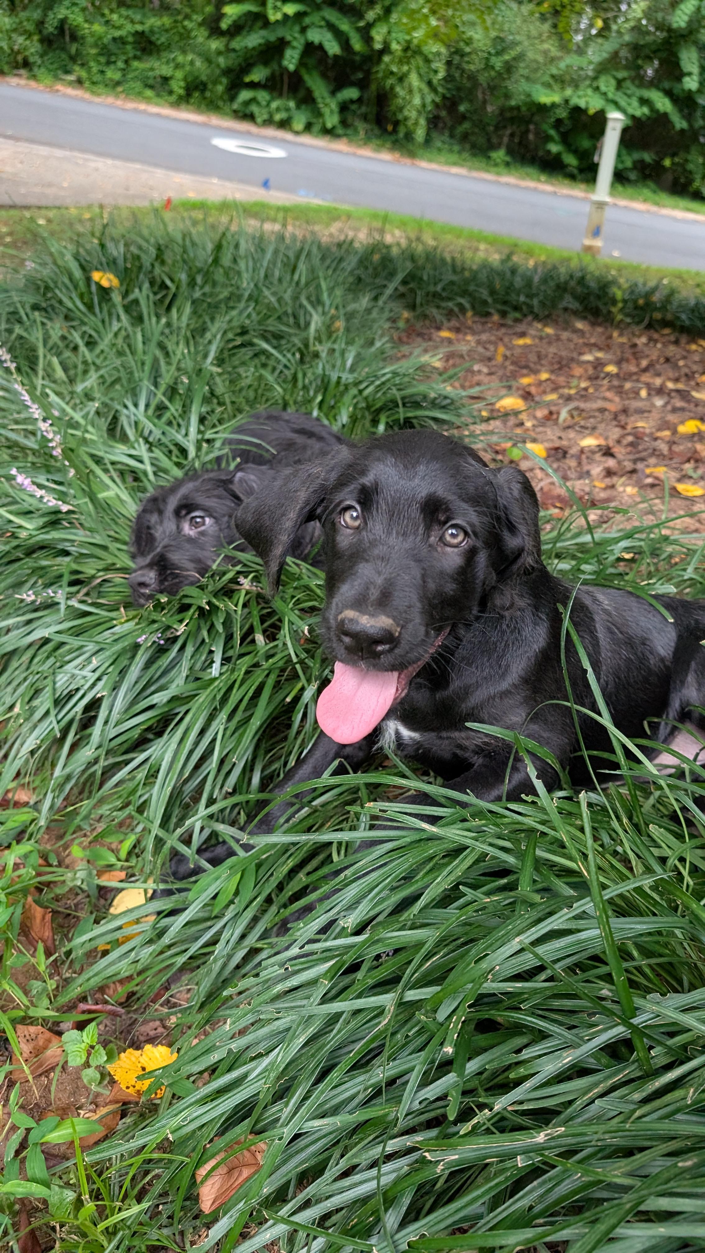 Raphael and sister Cutie, an adoptable Labradoodle, Great Dane in Gainesville, GA, 30501 | Photo Image 6