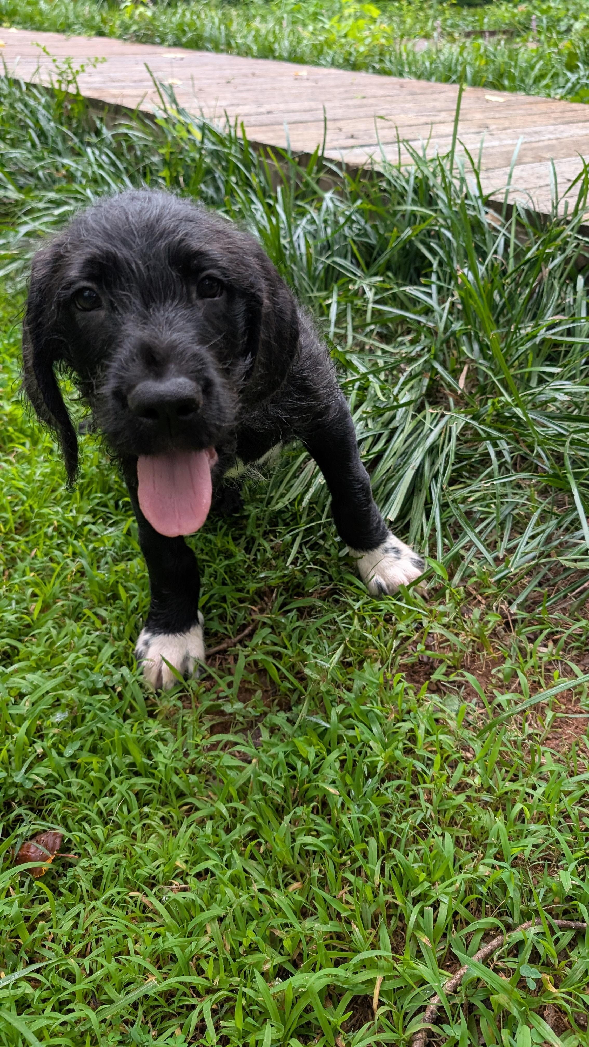 Raphael and sister Cutie, an adoptable Labradoodle, Great Dane in Gainesville, GA, 30501 | Photo Image 3