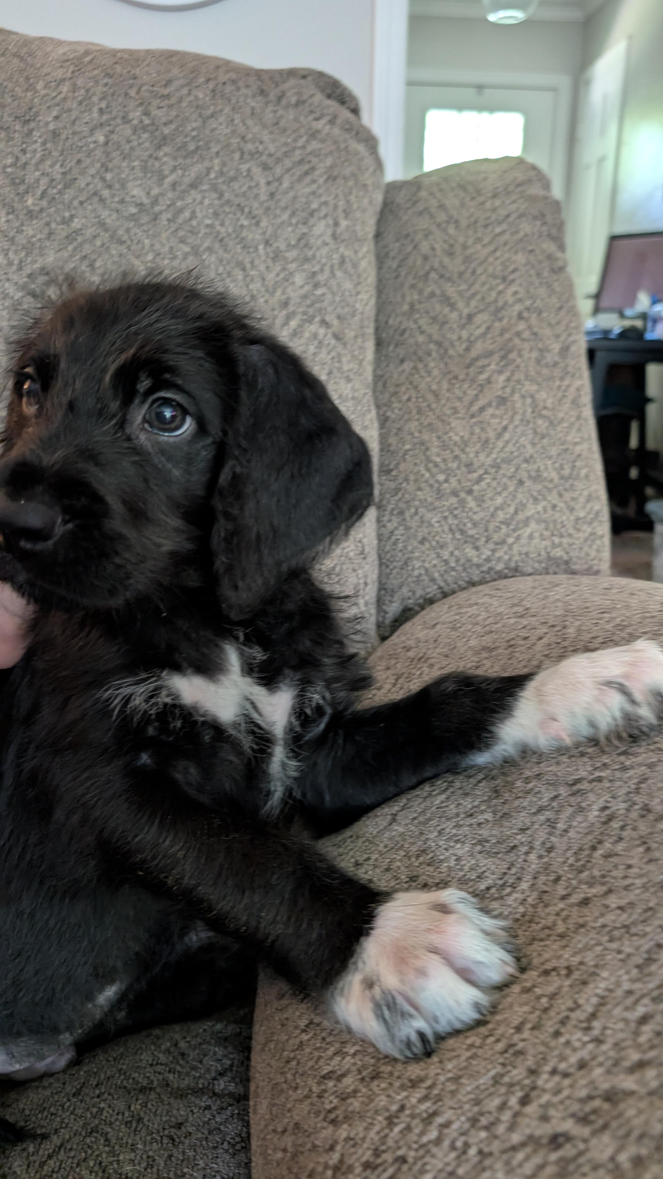 Raphael and sister Cutie, an adoptable Labradoodle, Great Dane in Gainesville, GA, 30501 | Photo Image 4