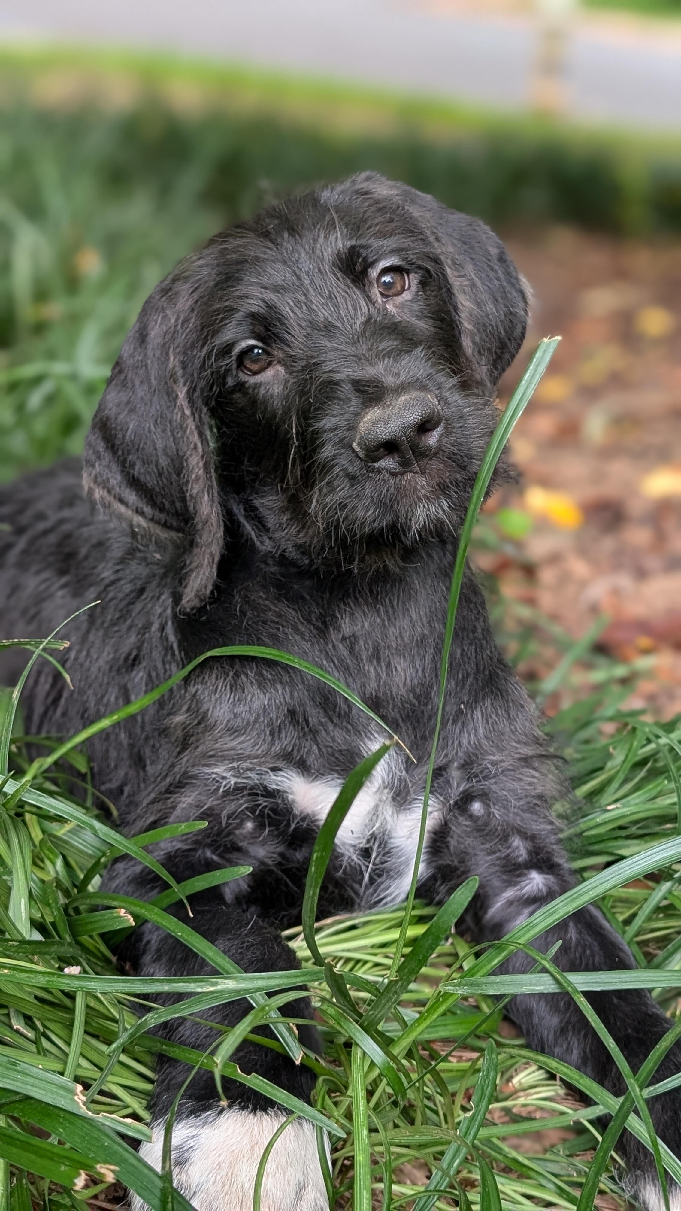 Raphael and sister Cutie, an adoptable Labradoodle, Great Dane in Gainesville, GA, 30501 | Photo Image 1