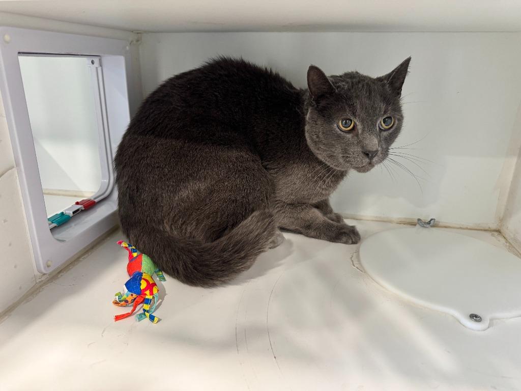 Percy, Adoptable, Senior Male Domestic Short Hair.