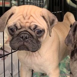 Enlarge Kathy, an adoptable Pug in Danville, VT image 2/4