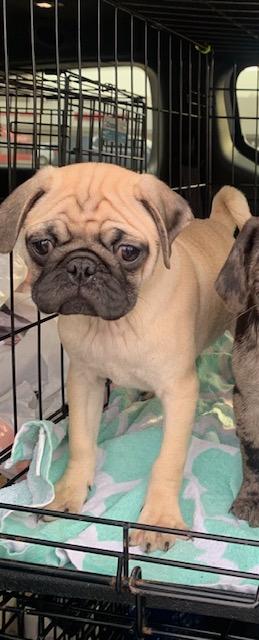 Kathy, adoptable, Puppy Female Pug.