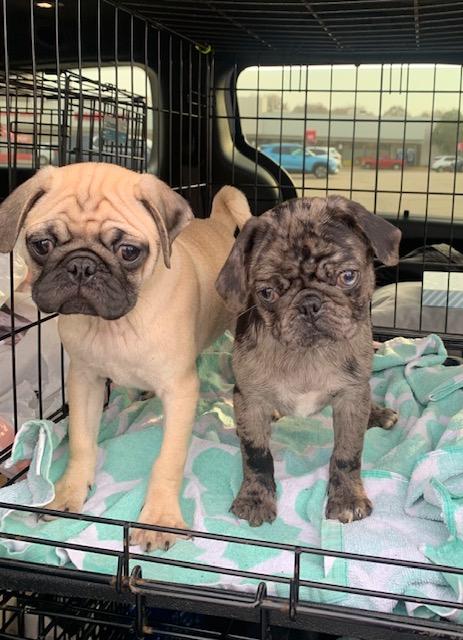 Enlarge Kathy, an adoptable Pug in Danville, VT image 3/4