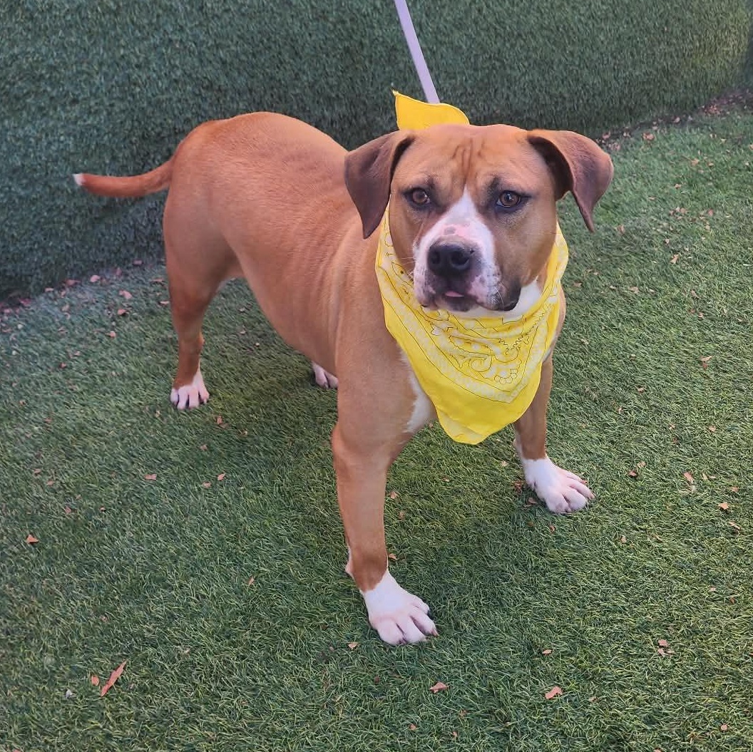 Mazi — thumbnail 5