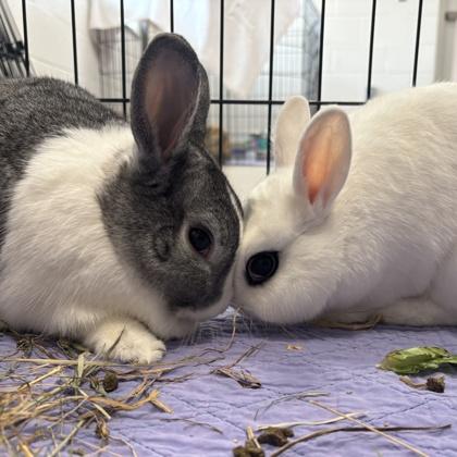 Pilaf, Adoptable, Adult Male Dutch & Bunny Rabbit.