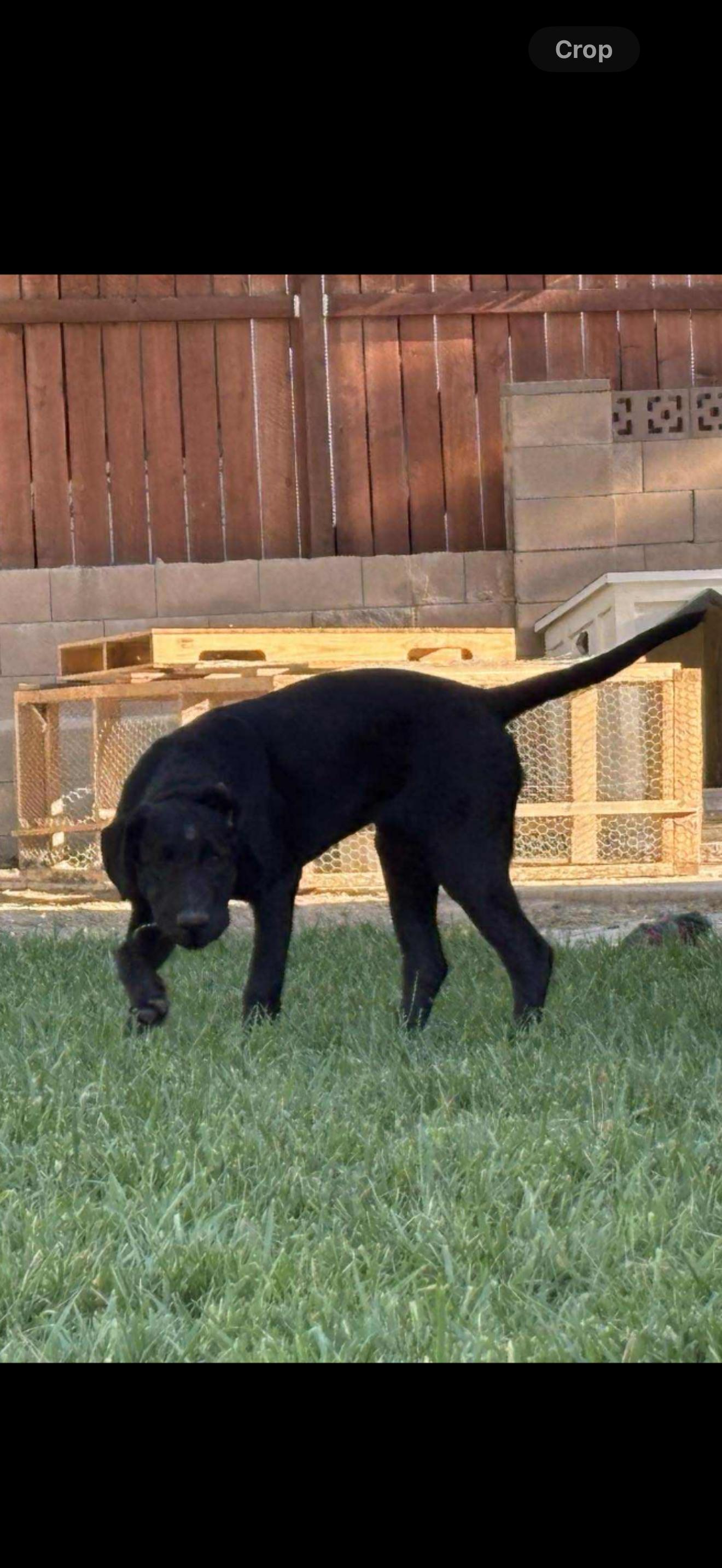 Lab Puppies - 2 females