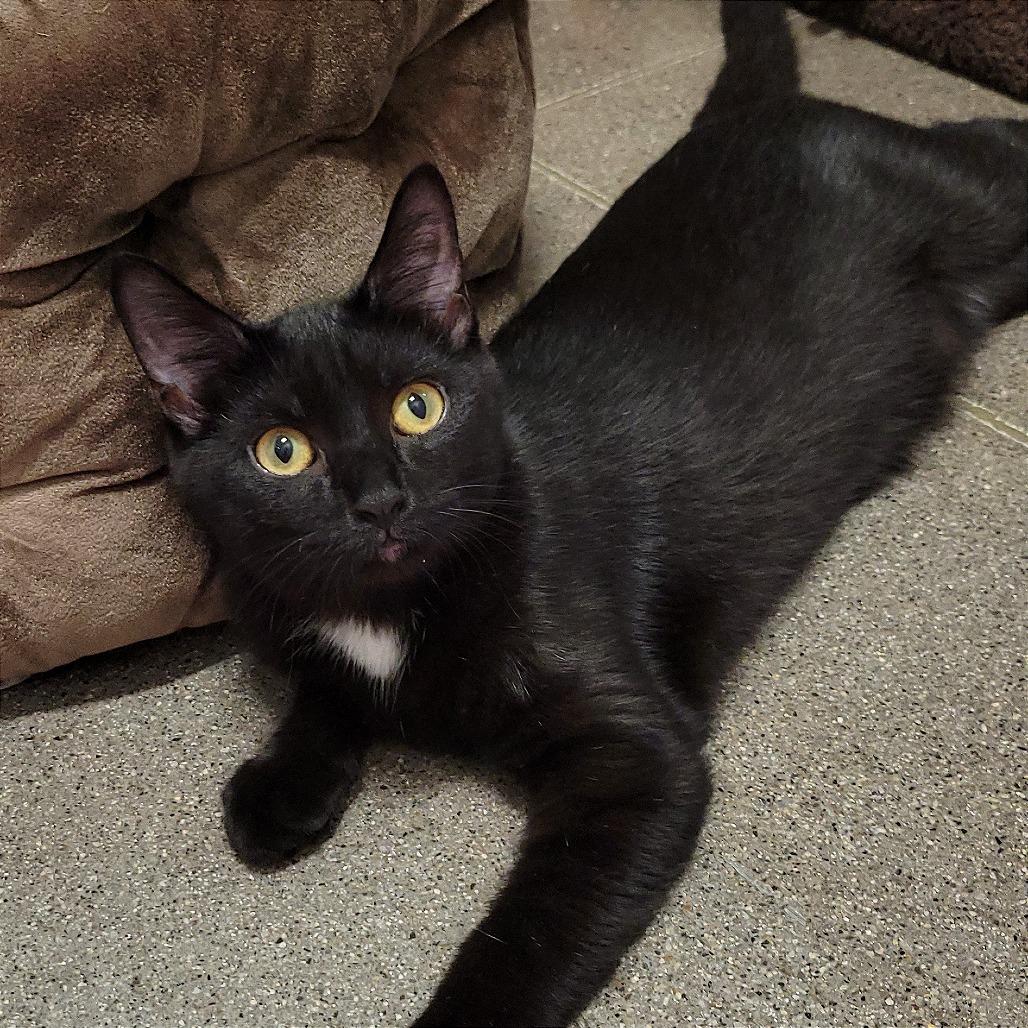 Buttercup, Adoptable, Young Female Domestic Short Hair.