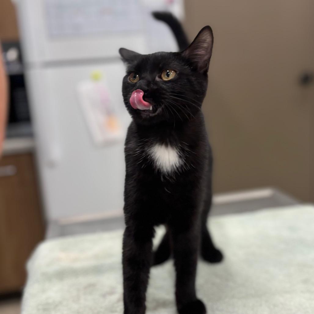 Enlarge Buttercup, a Adoptable Domestic Short Hair in Nashville, IN image 1/2
