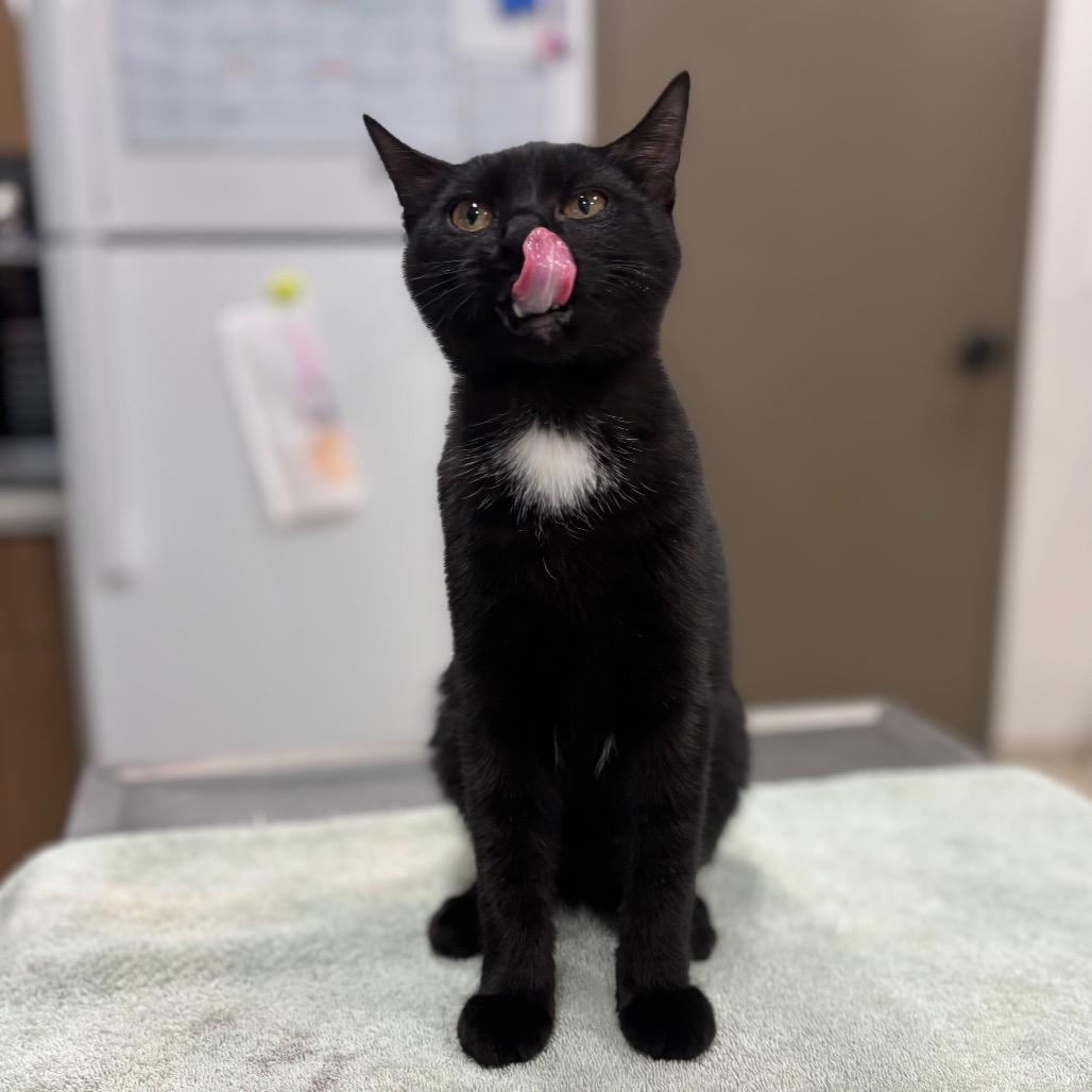 Enlarge Buttercup, a Adoptable Domestic Short Hair in Nashville, IN image 2/2