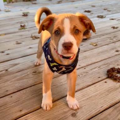 Ray, Adoptable, Puppy Male Bernese Mountain Dog & Poodle.
