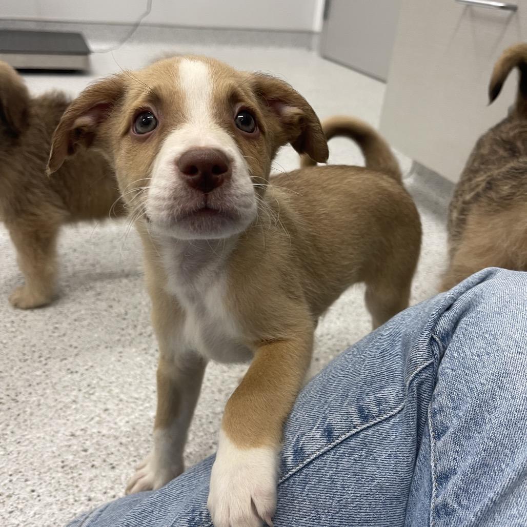 Enlarge Ray, a Adoptable mixed breed in Winston Salem, NC image 2/5