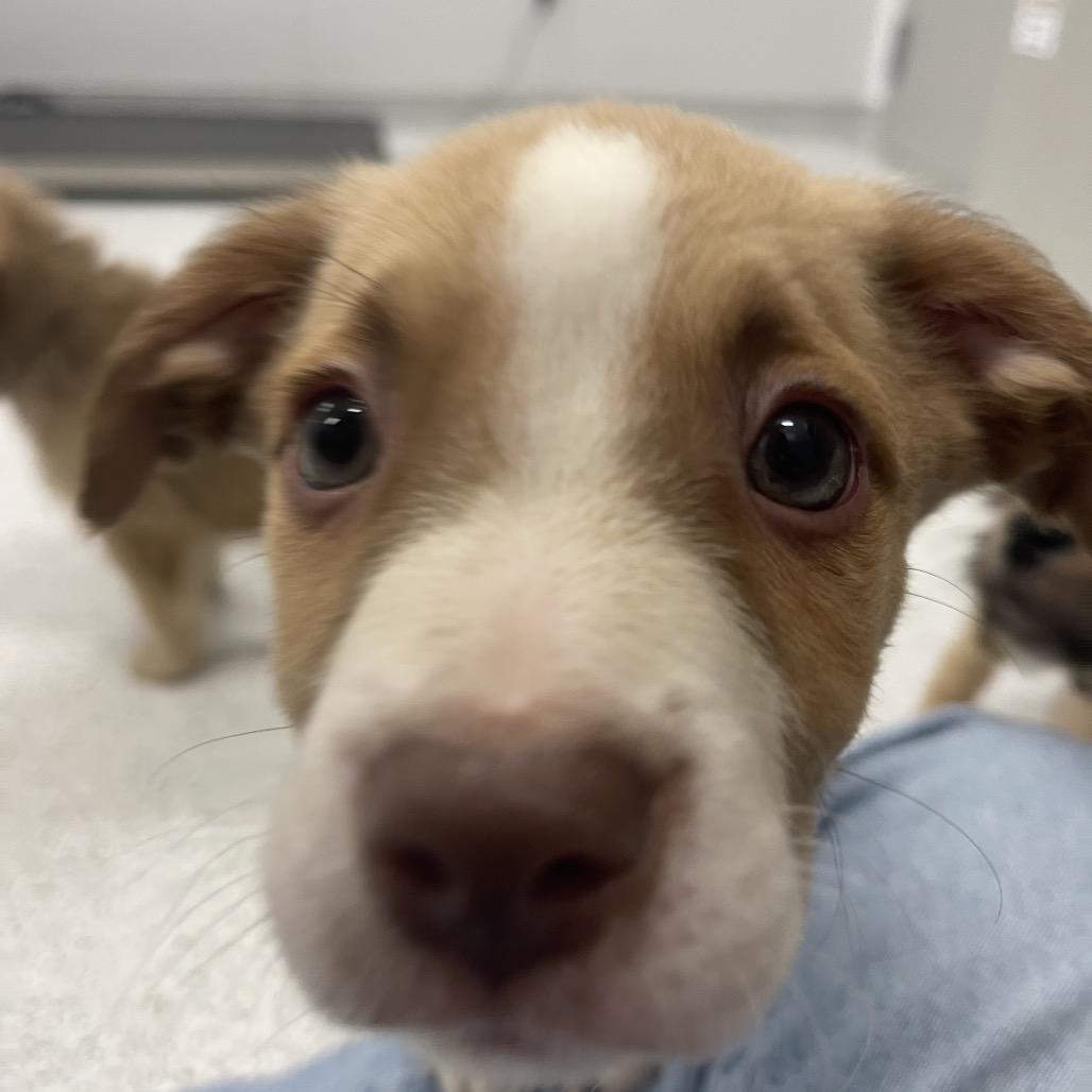 Enlarge Ray, a Adoptable mixed breed in Winston Salem, NC image 3/5