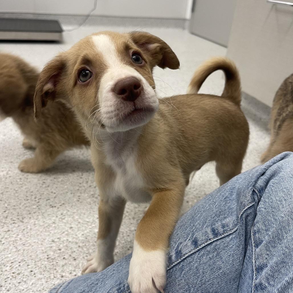 Enlarge Ray, a Adoptable mixed breed in Winston Salem, NC image 4/5