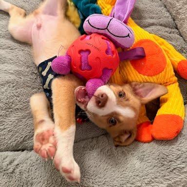 Enlarge Ray, a Adoptable mixed breed in Winston Salem, NC image 5/5