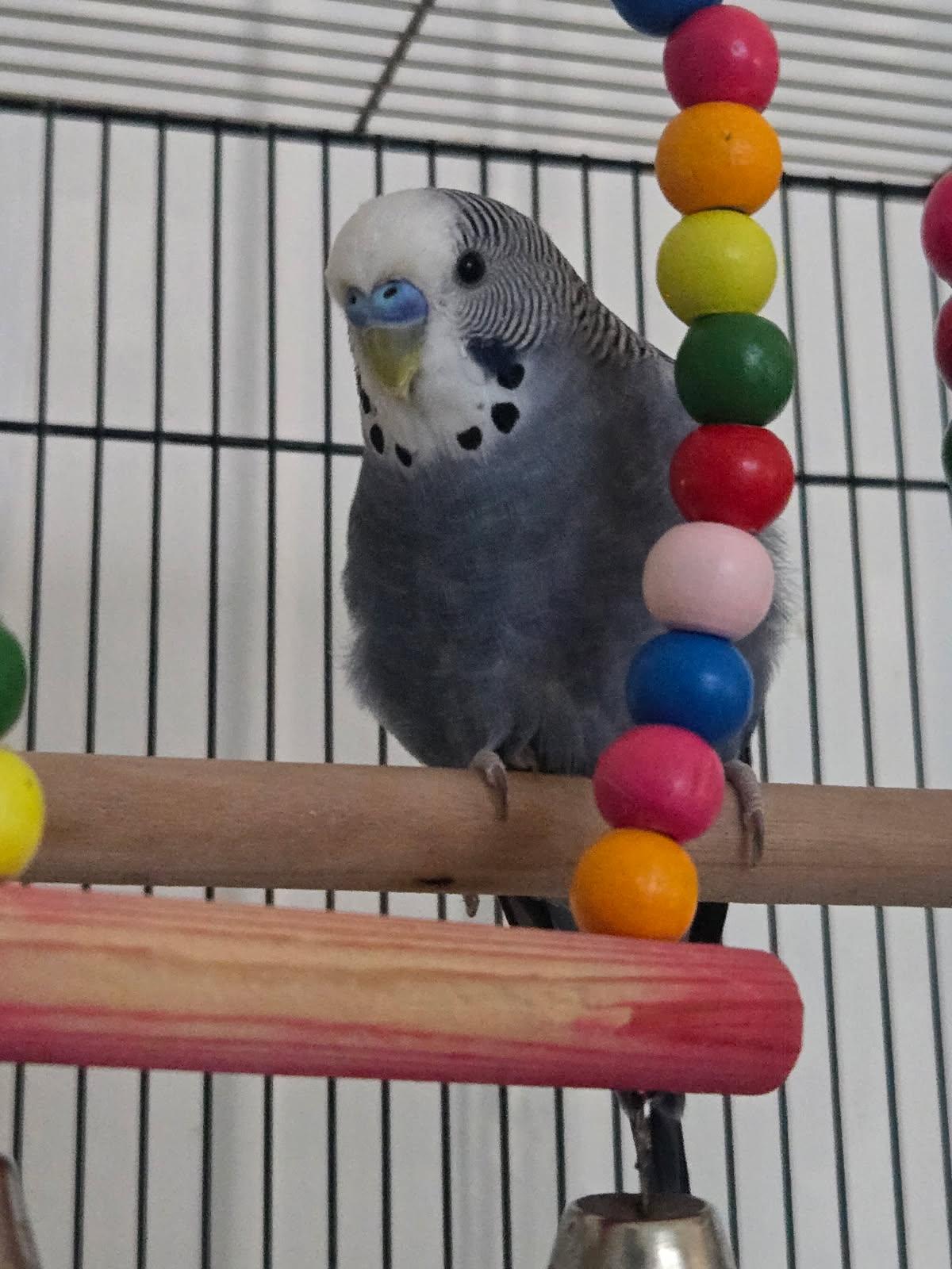 Pie, Adopted, Young Male Budgie / Budgerigar.