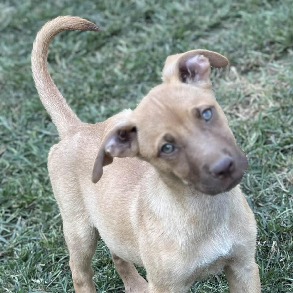 Aphrodite, Adoptable, Young Female Australian Shepherd.