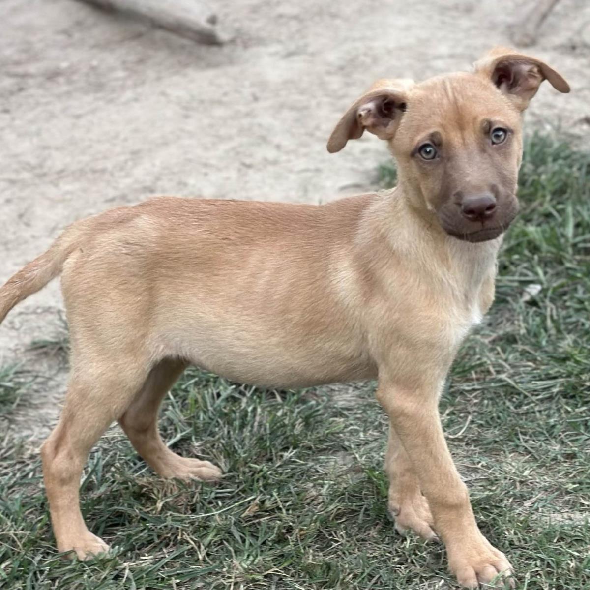 Enlarge Aphrodite, a Adoptable Australian Shepherd in Locust Fork, AL image 2/3