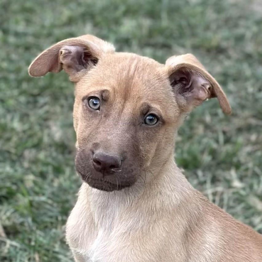 Enlarge Aphrodite, a Adoptable Australian Shepherd in Locust Fork, AL image 3/3