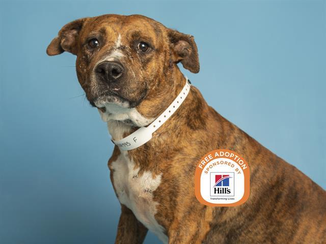 Enlarge RUBY, a Adoptable Pit Bull Terrier in Phoenix, AZ image 1/1