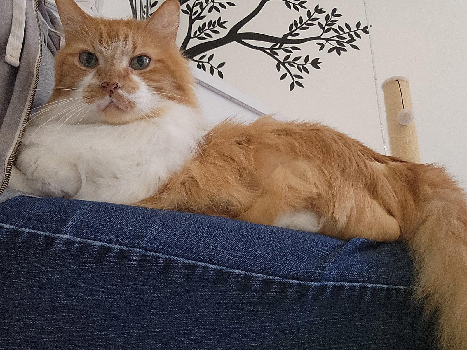 Toby, Adoptable, Senior Male Domestic Long Hair.