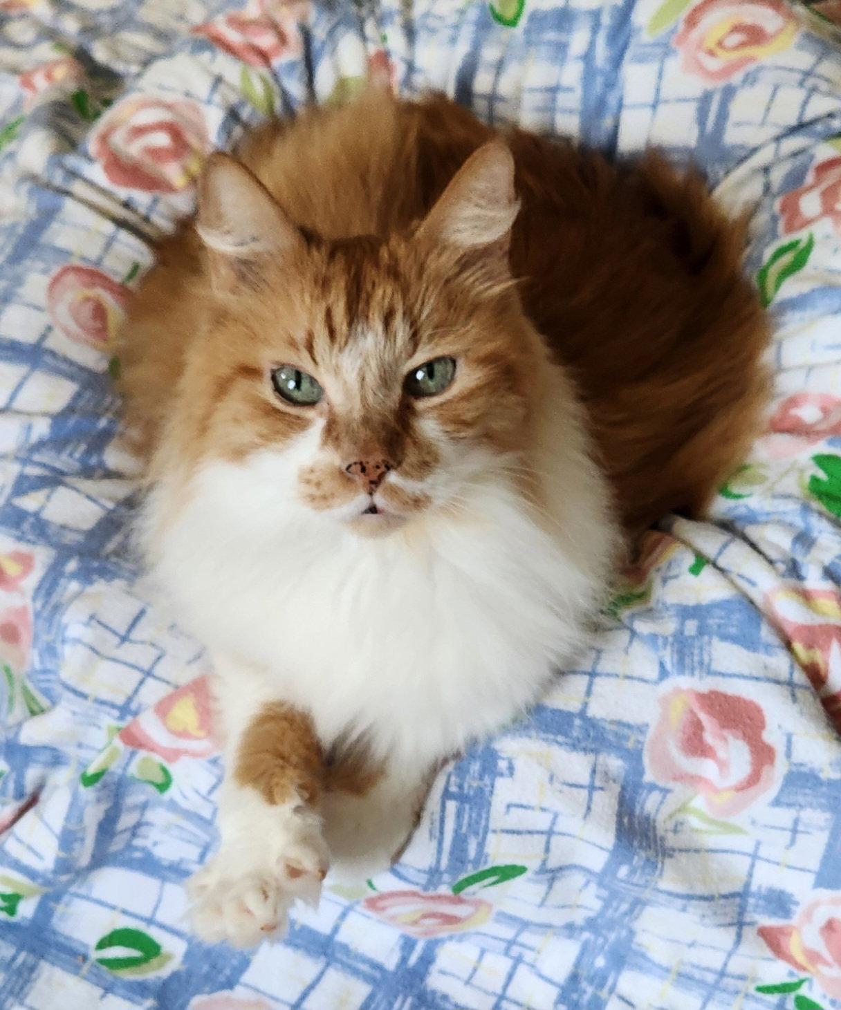Enlarge Toby, a Adoptable Domestic Long Hair in Rockaway, NJ image 2/3