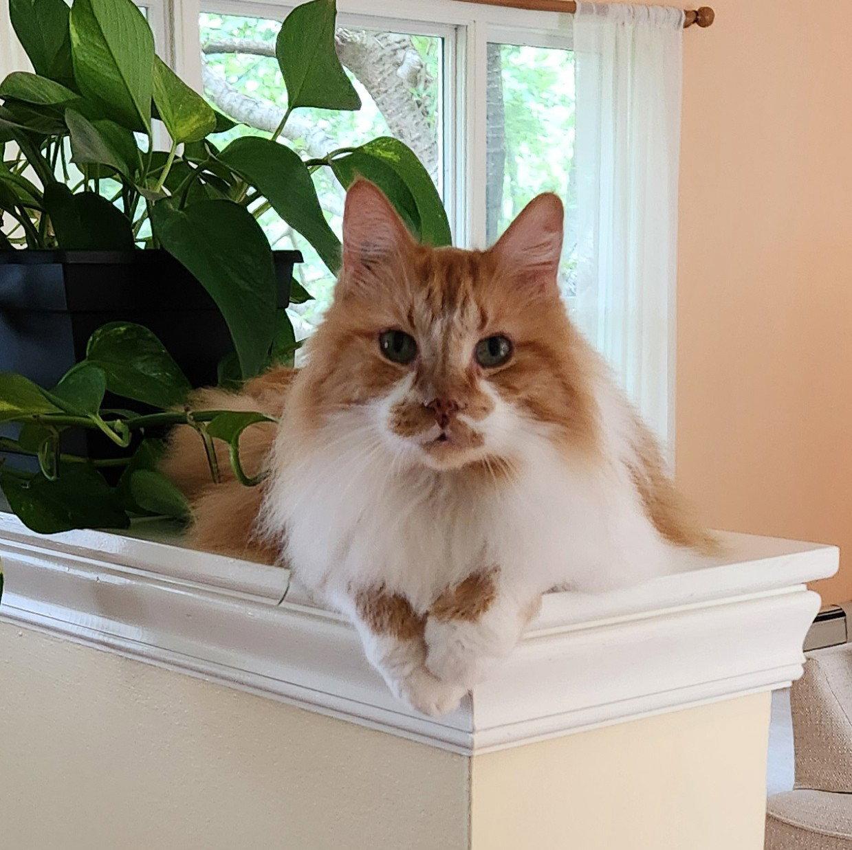Enlarge Toby, a Adoptable Domestic Long Hair in Rockaway, NJ image 3/3