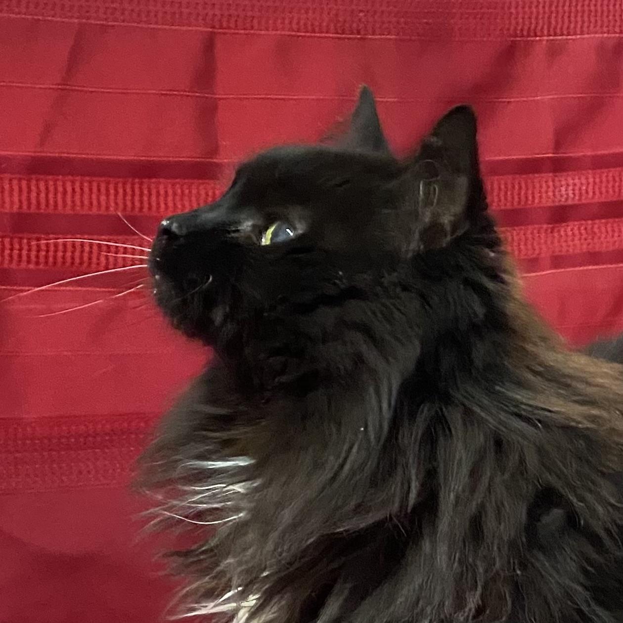 Alice, a Adoptable Domestic Long Hair in Stanstead, QC image 5/6