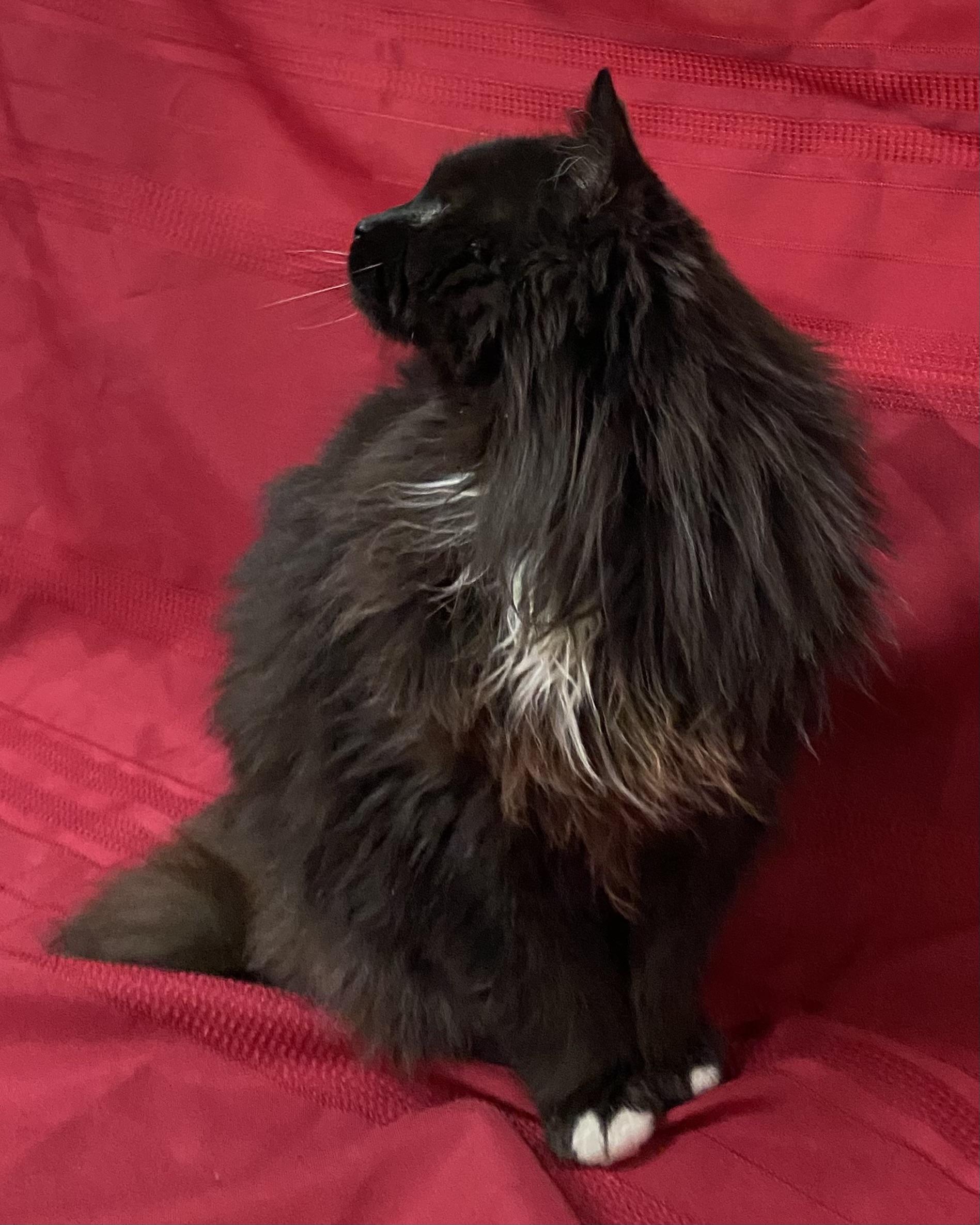 Alice, a Adoptable Domestic Long Hair in Stanstead, QC image 4/6