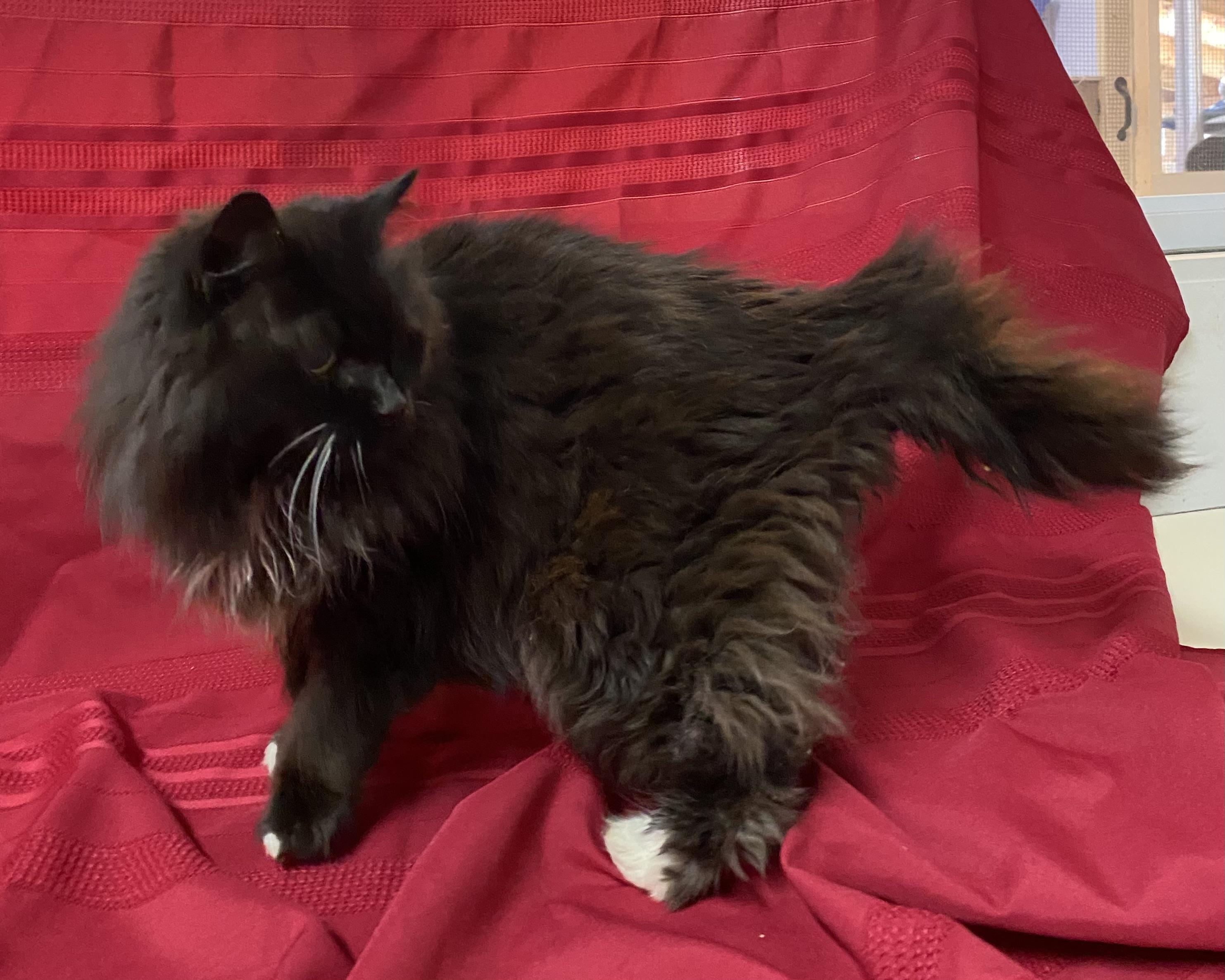 Alice, a Adoptable Domestic Long Hair in Stanstead, QC image 3/6