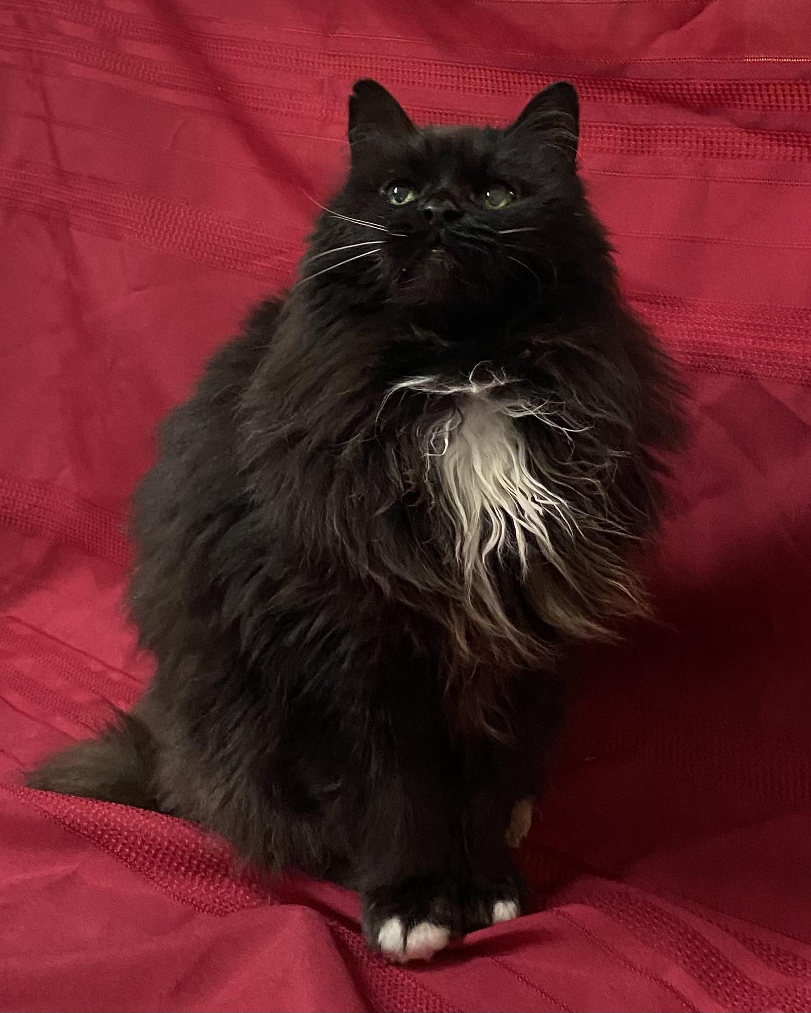Alice, a Adoptable Domestic Long Hair in Stanstead, QC image 6/6