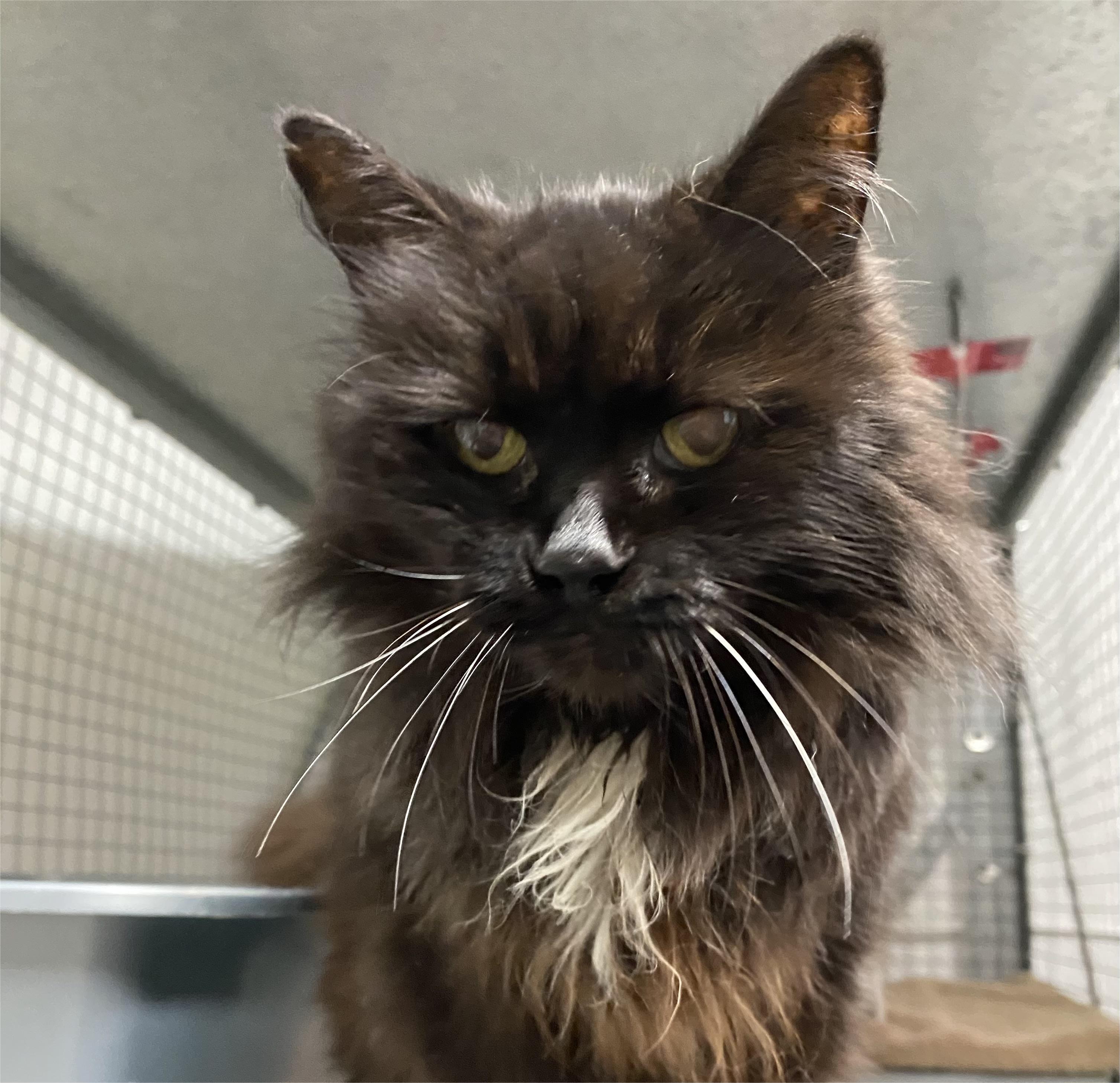 Alice, Adoptable, Senior Female Domestic Long Hair.