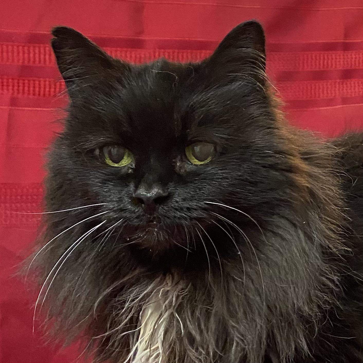 Alice, a Adoptable Domestic Long Hair in Stanstead, QC image 2/6