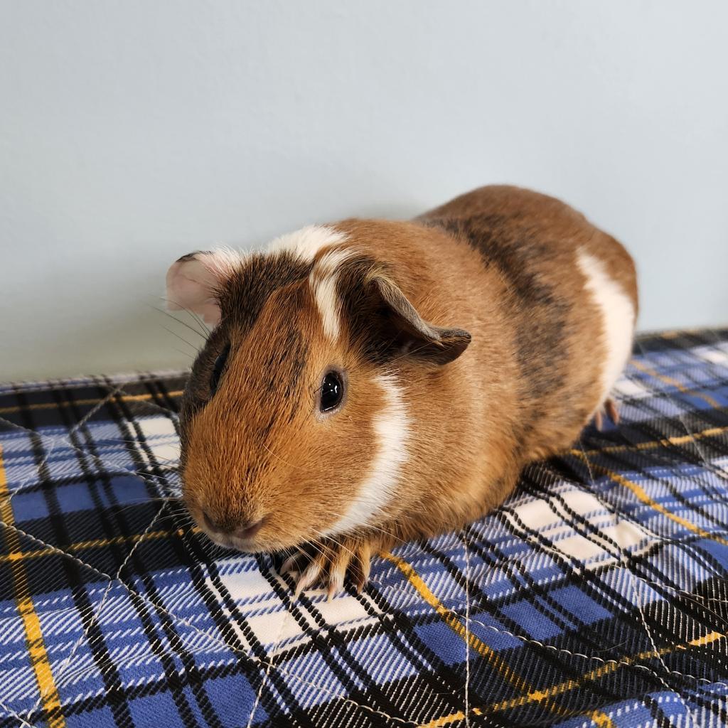 Pillsbury, Adoptable, Adult Female Guinea Pig.