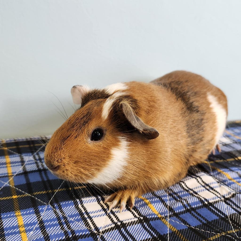 Enlarge Pillsbury, a Adoptable Guinea Pig in Chesapeake, VA image 2/4
