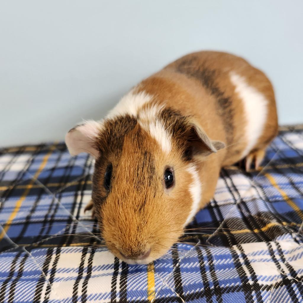 Enlarge Pillsbury, a Adoptable Guinea Pig in Chesapeake, VA image 3/4