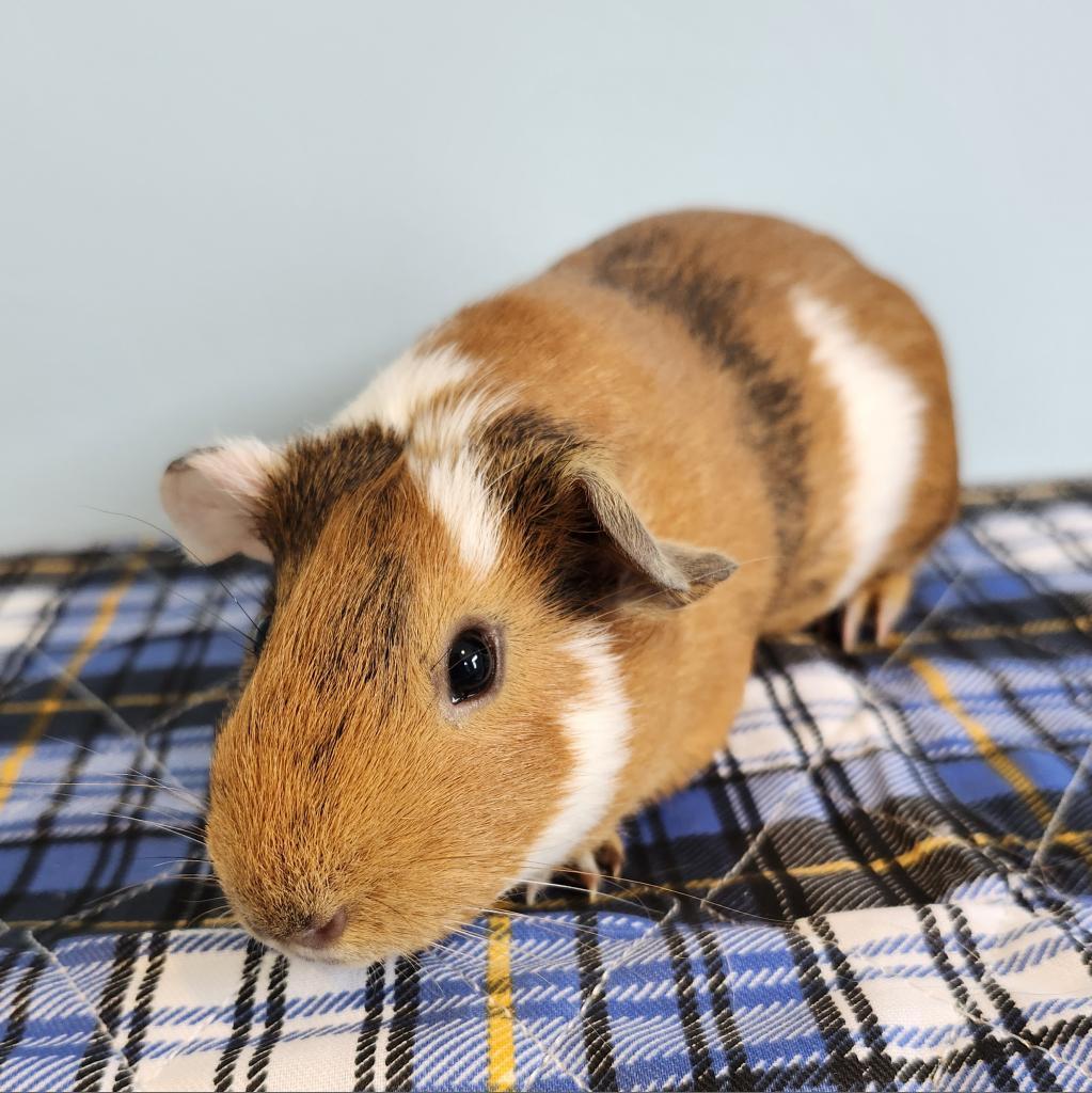 Enlarge Pillsbury, a Adoptable Guinea Pig in Chesapeake, VA image 4/4