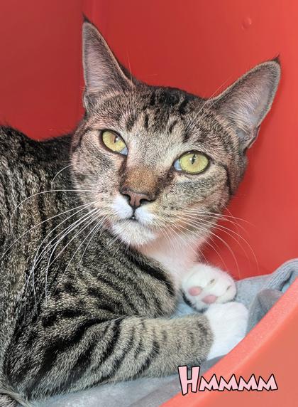 Hmmmm, Adoptable, Adult Male Domestic Short Hair & Domestic Short Hair.