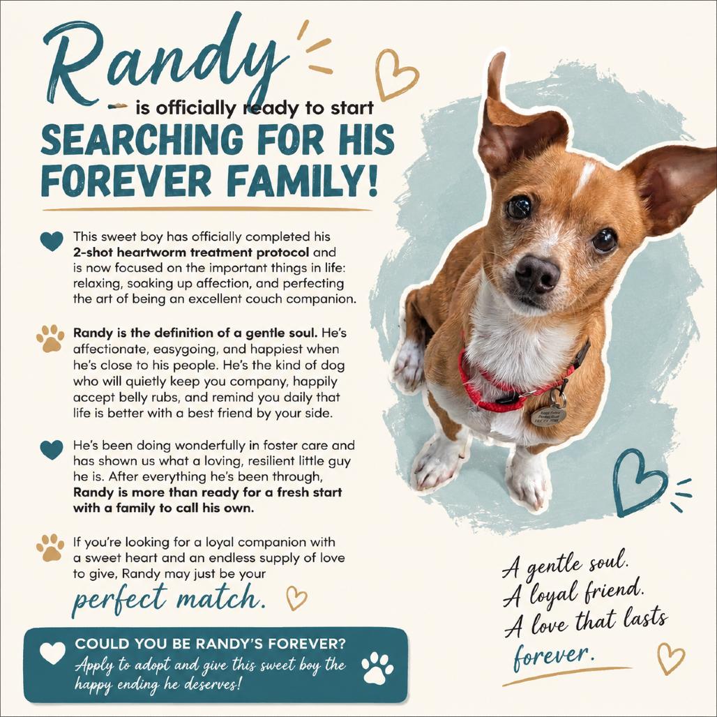Enlarge Randy, a Adoptable Chihuahua in Katy, TX image 1/2