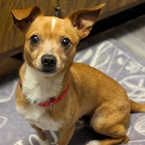 Enlarge Randy, a Adoptable Chihuahua in Katy, TX image 2/2