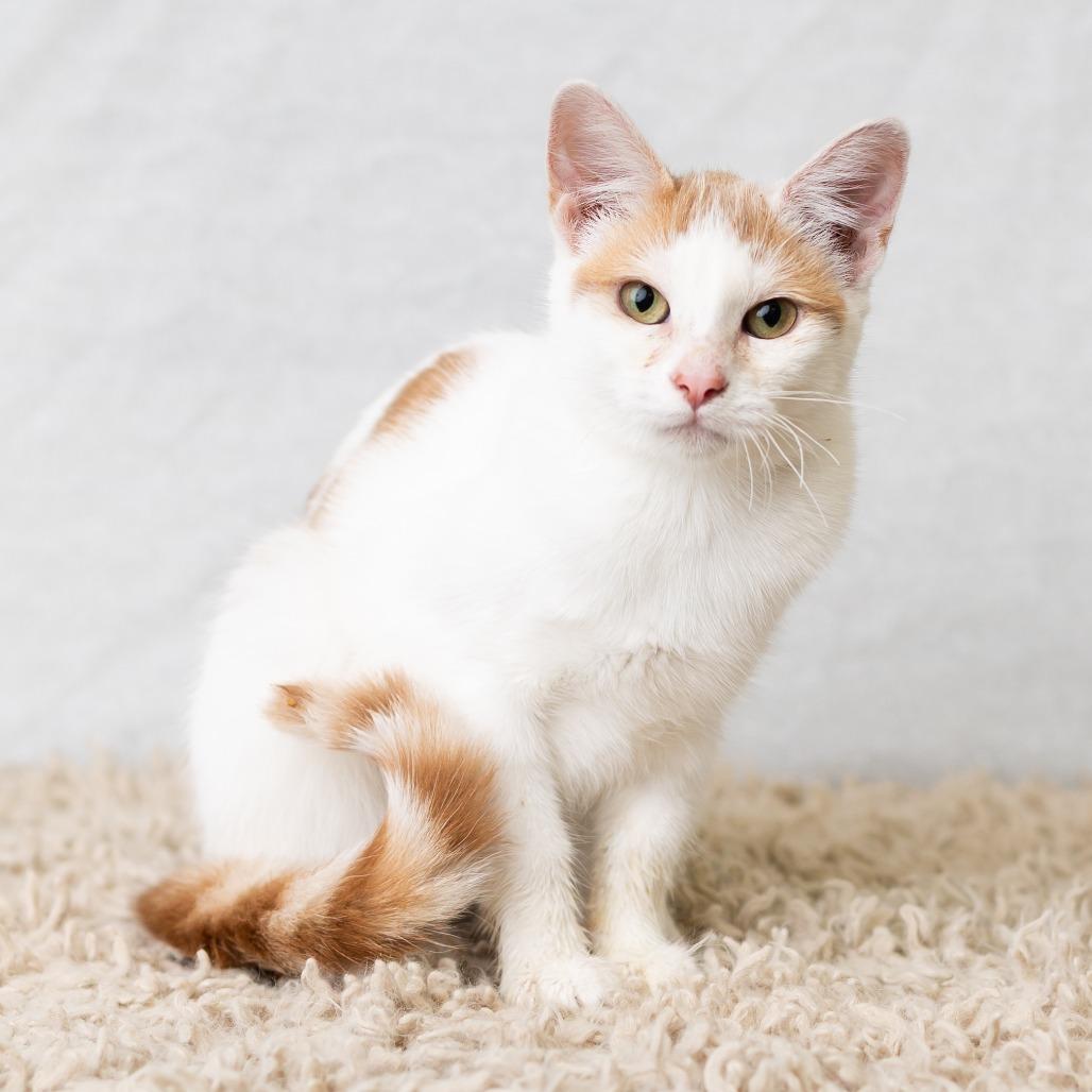 Sammie, Adoptable, Young Female Domestic Short Hair.